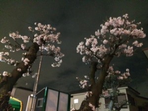 桜