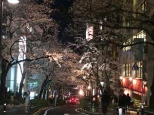 夜桜